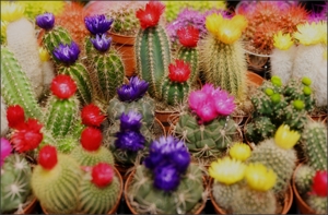 40 seminte  cactus mic de forme si marimi diferite