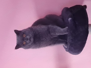 British Shorthair Blue, Puiut Femela, rasa pura - imagine 4