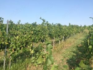 Se vinde plantatie viticola bio soi Pinot Noir 18,5 ha  - Podgoria Minis-Maderat  - imagine 1