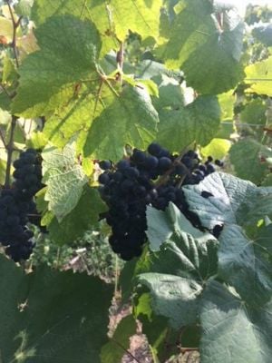 Se vinde plantatie viticola bio soi Pinot Noir 18,5 ha  - Podgoria Minis-Maderat  - imagine 6