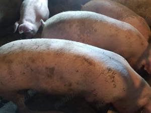 Porci de tăiat 100-160kg Pic  - imagine 2