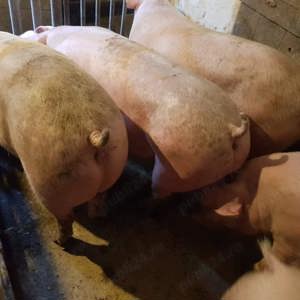 Porci de tăiat 100-160kg Pic  - imagine 5