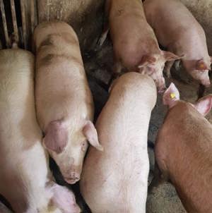 Porci de Tăiat Pick Curat - imagine 3