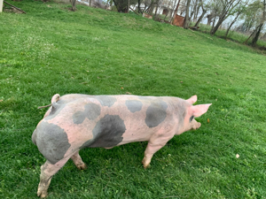 porc  pietrain