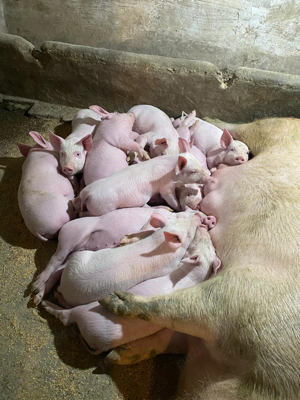 Porci grasi si purcei 50-150 kg de vanzare