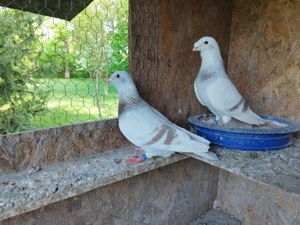 Porumbei Standard,și jucători de Amara!