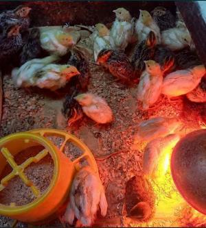 prepelite de vanzare - imagine 3 prepelite de vanzare - imagine 3