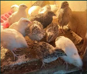 prepelite de vanzare