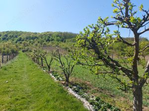 Teren 5,70 ha intravilan+extravilan,  Vladimir-Andreesti , Jud.Gorj - imagine 3