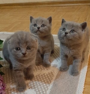 British shorthair blue - imagine 6