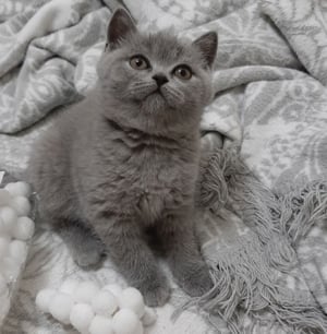 British shorthair blue - imagine 7
