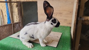 Fluture German - imagine 3