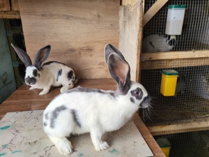 Fluture German - imagine 2