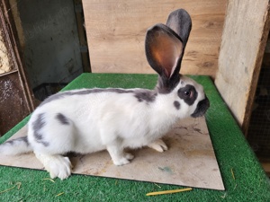 Fluture German - imagine 8