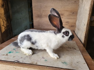 Fluture German - imagine 4