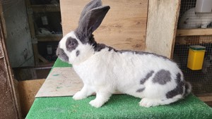 Fluture German - imagine 5