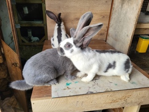 Fluture German - imagine 7