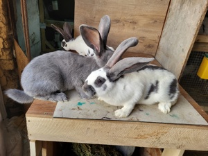 Fluture German - imagine 6