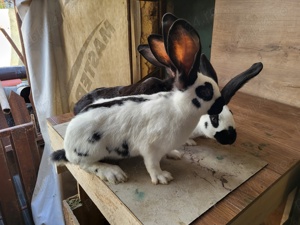 Fluture German - imagine 9