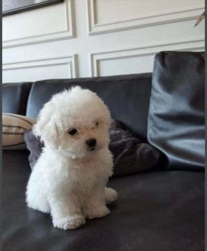 Ofertă!Barboncino puiuți disponibili imediat! Rasă pură!Asigur transport  - imagine 3