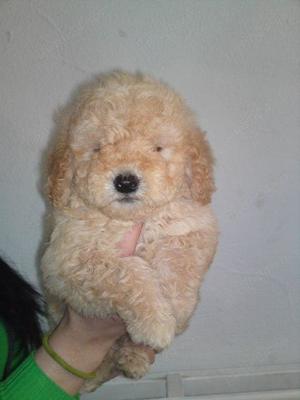 Căței Caniche apricot Red Asigur transport  - imagine 4 Căței Caniche apricot Red Asigur transport  - imagine 4