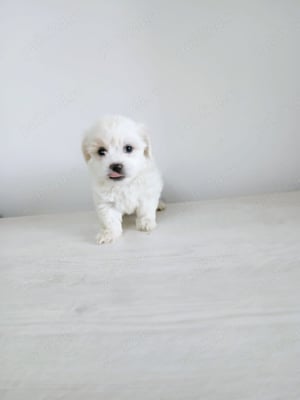 Fetita bichon, maltez alb 