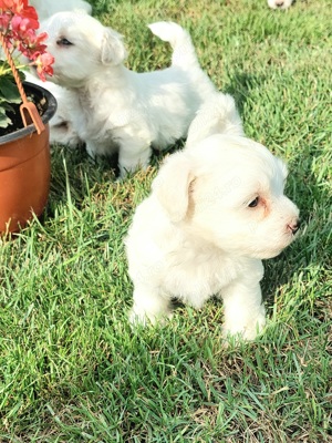 Vând Caței Bichon Maltez 