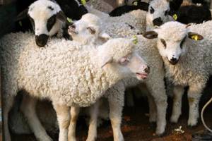 Vand miei pentru paste !