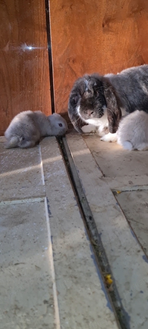 iepuri din diferite rase - imagine 2