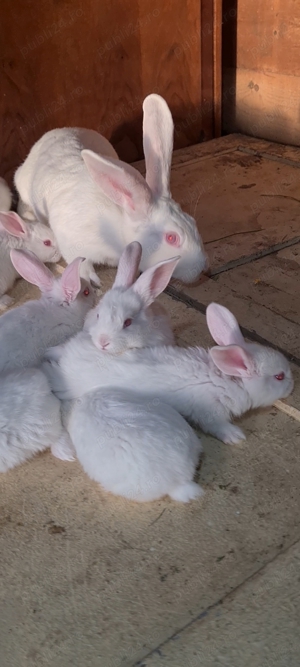 iepuri din diferite rase - imagine 4