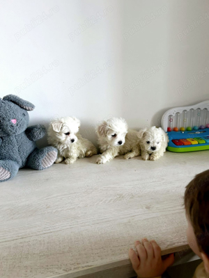 Baietel mini toy 