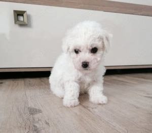 Ofertă!Barboncino puiuți disponibili imediat! Rasă pură!Asigur transport  - imagine 4