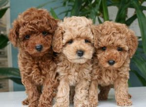 Ofertă!Barboncino puiuți disponibili imediat! Rasă pură!Asigur transport 