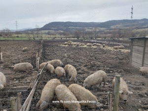 Scrofite de mangalita,  cu Pedigree,  varietatea blonda  - imagine 4 Scrofite de mangalita,  cu Pedigree,  varietatea blonda  - imagine 4