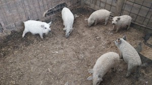 Scrofite de mangalita,  cu Pedigree,  varietatea blonda  - imagine 2 Scrofite de mangalita,  cu Pedigree,  varietatea blonda  - imagine 2