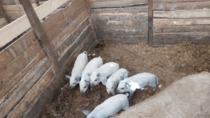 Scrofite de mangalita,  cu Pedigree,  varietatea blonda  - imagine 5 Scrofite de mangalita,  cu Pedigree,  varietatea blonda  - imagine 5