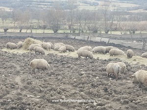 Scrofite de mangalita,  cu Pedigree,  varietatea blonda  - imagine 3 Scrofite de mangalita,  cu Pedigree,  varietatea blonda  - imagine 3
