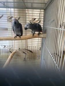 Papagali african grey - imagine 3