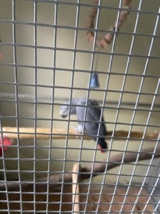 Papagali african grey - imagine 5