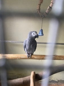 Papagali african grey - imagine 6