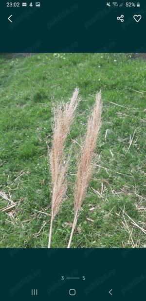 Fire de stuf ornamental