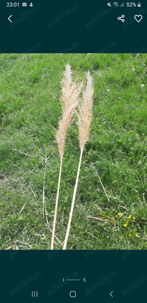 Fire de stuf ornamental - imagine 3