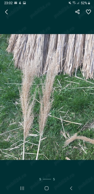 Fire de stuf ornamental - imagine 2