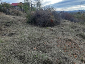 Curățare Defrisare strat vegetativ de pe teren - imagine 4