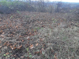 Curățare Defrisare strat vegetativ de pe teren