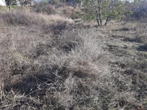 Curățare Defrisare strat vegetativ de pe teren - imagine 3