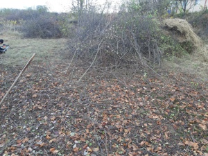 Curățare Defrisare strat vegetativ de pe teren - imagine 2