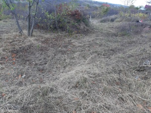 Curățare Defrisare strat vegetativ de pe teren - imagine 5