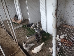 găini de rasă  - imagine 3