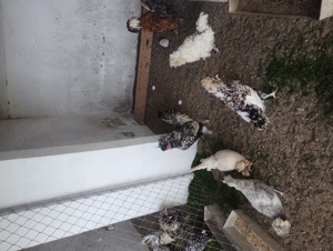 găini de rasă  - imagine 2